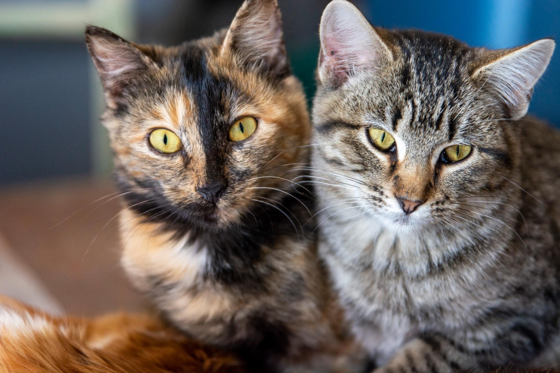 What is Toxoplasmosis in Cats?