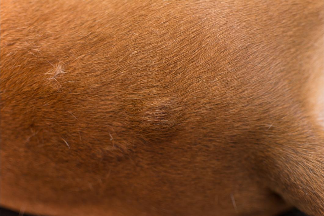 Lumps and Bumps on Pets: How Vets Decide What Needs Testing