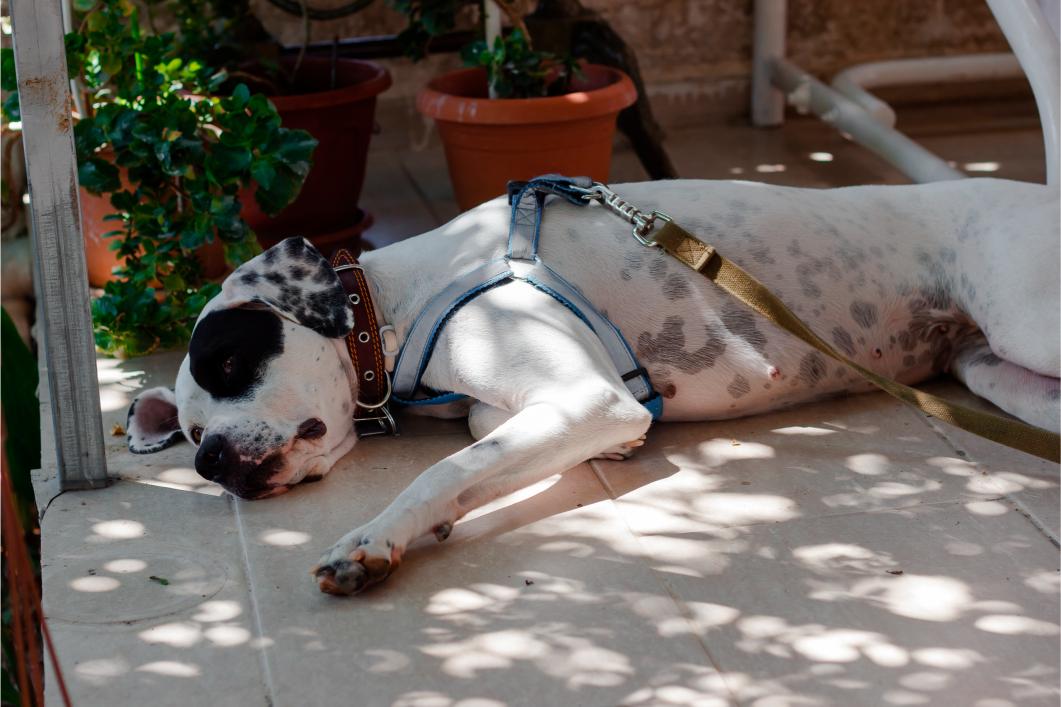 Hot Weather Seizures in Dogs: Can Heat Trigger Neurologic Events?