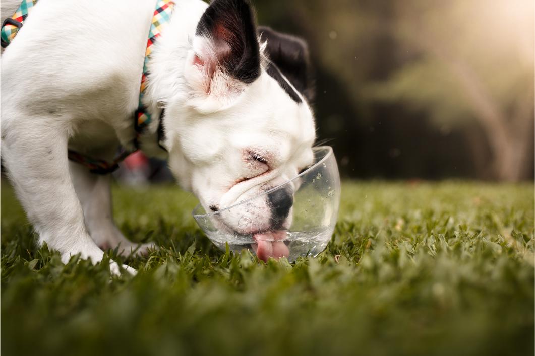 White dog drinking water from a bowl.