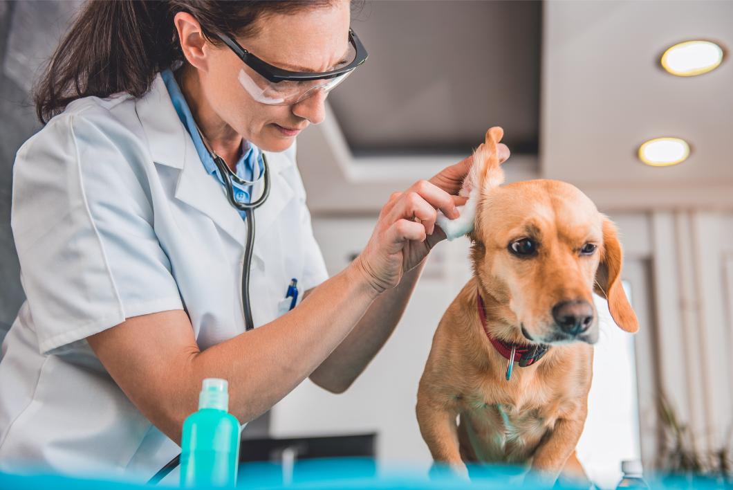 Veterinarian checking out a dog's ear.