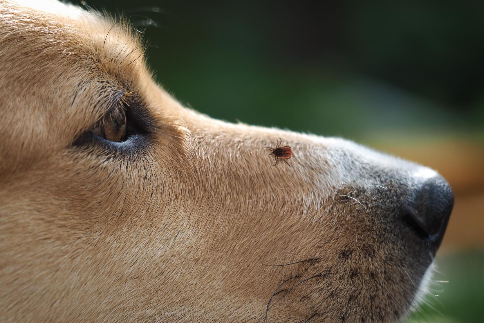 Tick-Borne Diseases in Dogs: Early Symptoms Pet Owners Often Miss