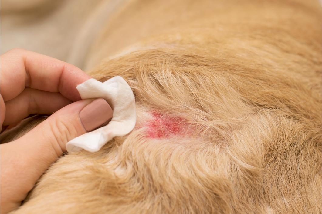 Dog with skin infection.