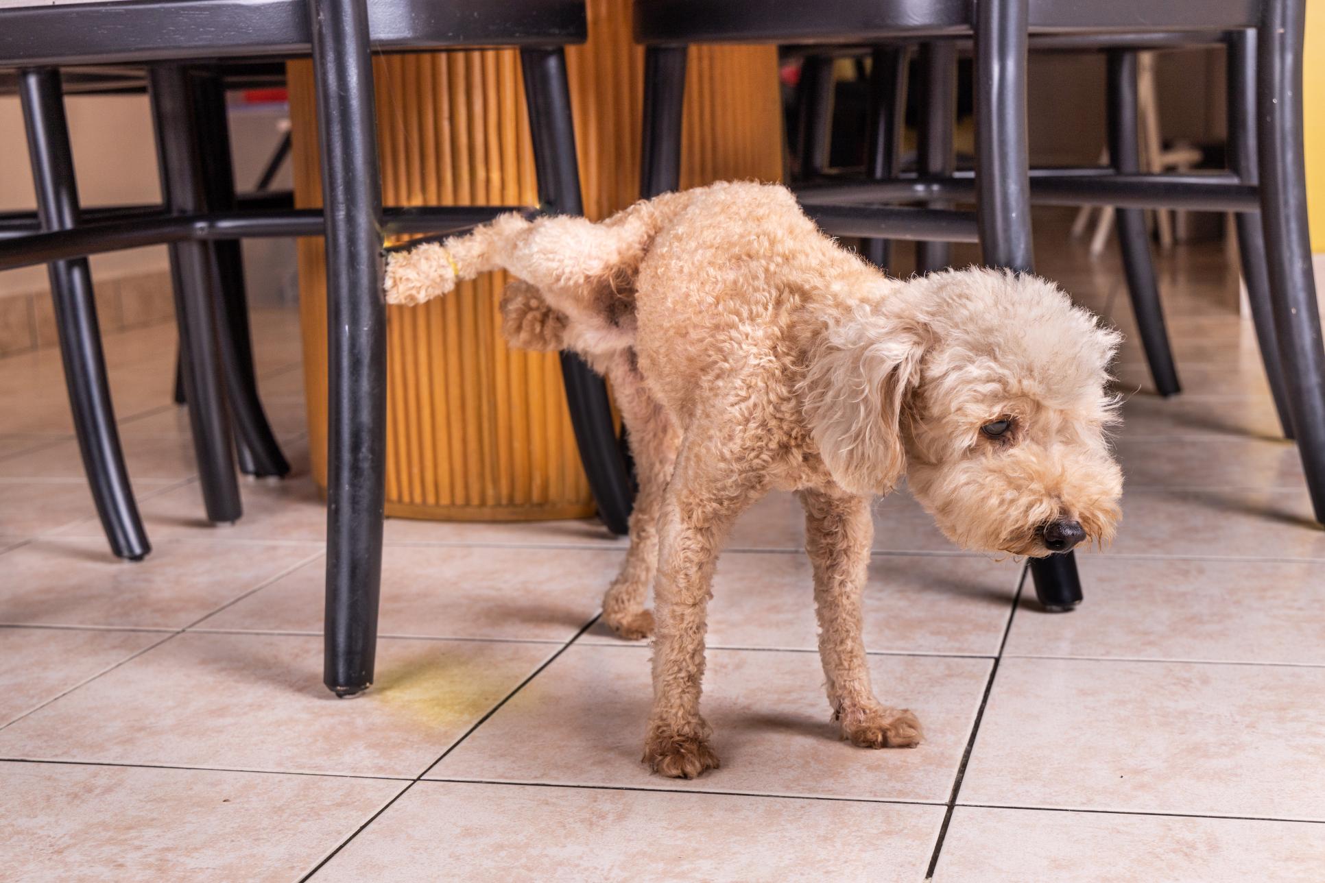 Why Is My Dog Peeing More Often? Urinary Problems You Shouldn’t Ignore