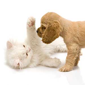Puppy and Kitten Puppy and Kitten