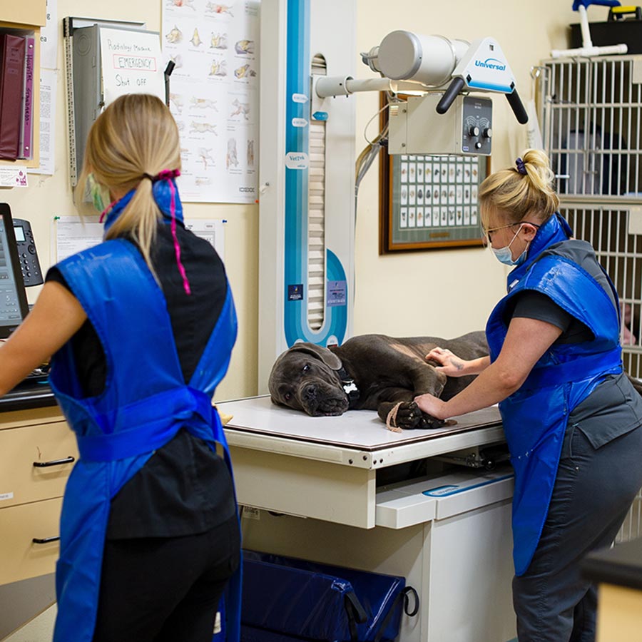 Dog being given radiography Dog being given radiography