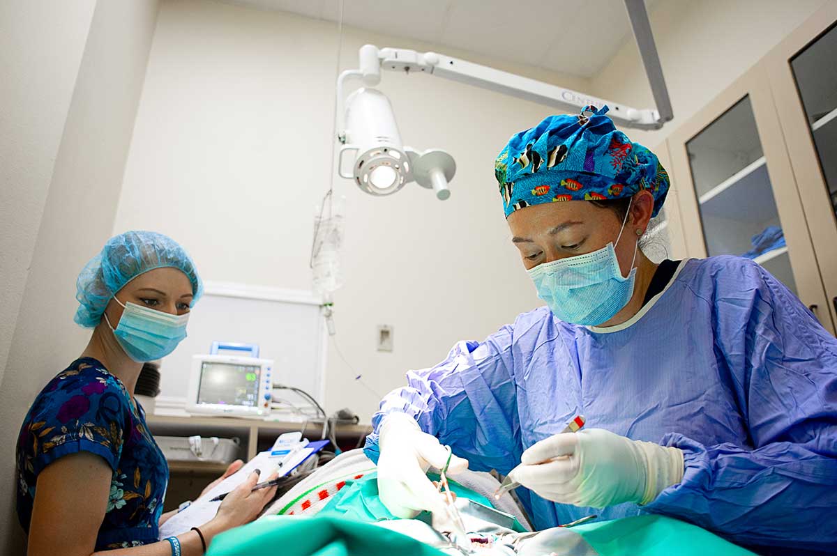 Our staff performing a surgery Our staff performing a surgery