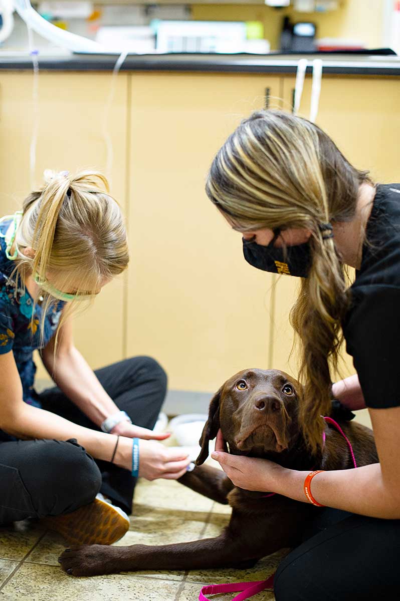Dog being given vaccination Dog being given vaccination