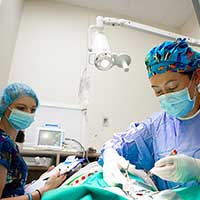 El Dorado Hills veterinary surgery