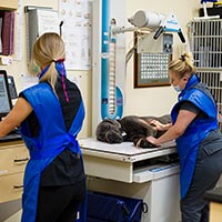 El Dorado Hills vet staff with diagnostics