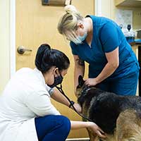 El Dorado Hills veterinarian with dog